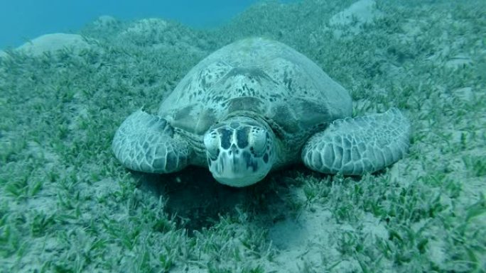 大海龟睡在绿海草地上的正面肖像，在水流中摇曳。绿海龟 (Chelonia mydas) 水下拍摄，特