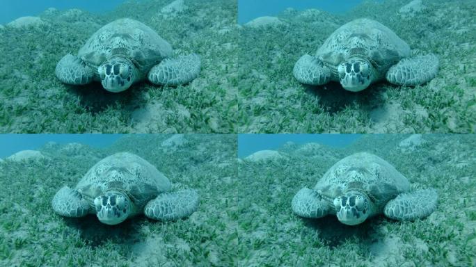 大海龟睡在绿海草地上的正面肖像，在水流中摇曳。绿海龟 (Chelonia mydas) 水下拍摄，特