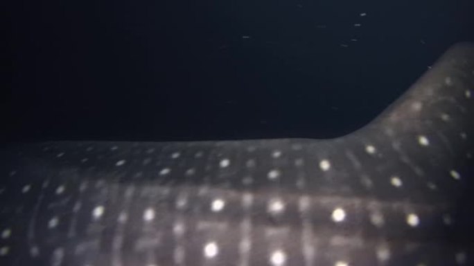 鲸鲨-犀牛typus在夜间游泳。印度洋，富瓦赫穆拉岛，马尔代夫，亚洲