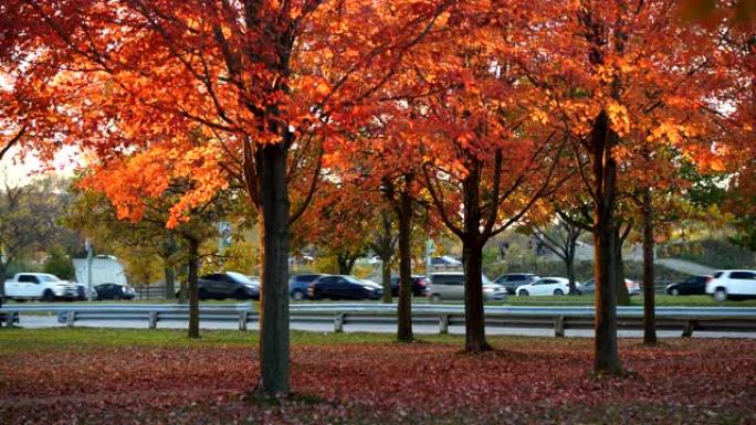 多伦多市秋季景观之路
