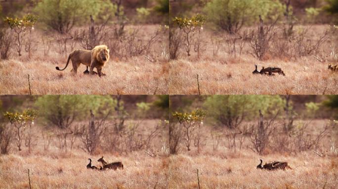 南非克鲁格国家公园里的非洲狮