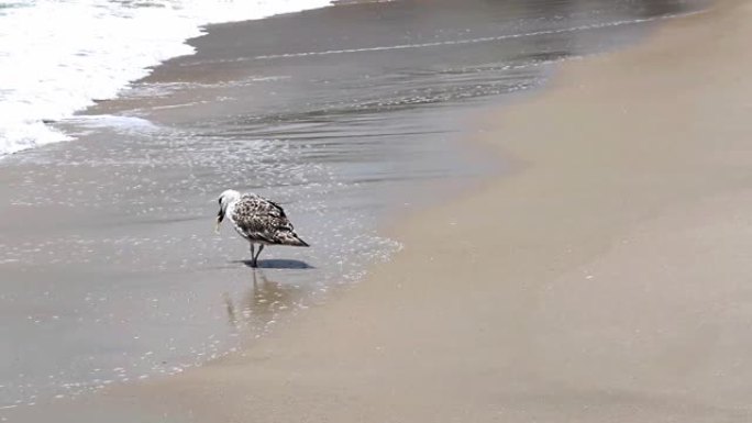 海旁的海鸥吃蛤蜊觅食浪花海浪沙滩海岸海边