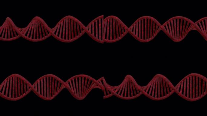 在黑色背景下旋转的DNA链-无缝循环