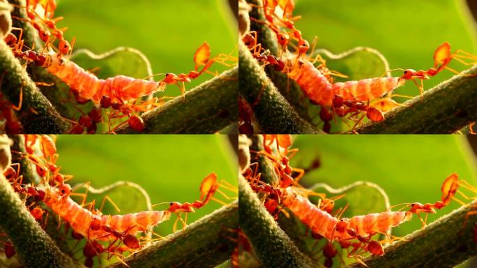 蚂蚁在树枝上咬和拔虫