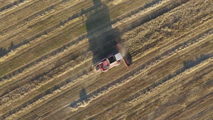 联合收割机在农业田间收集谷物的空中俯视图