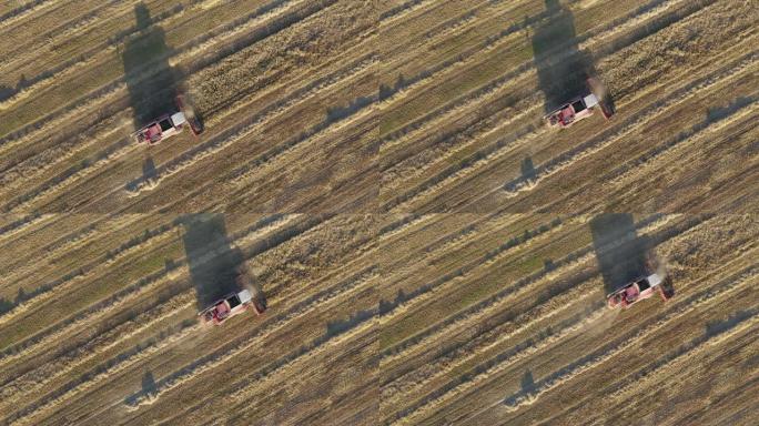 联合收割机在农业田间收集谷物的空中俯视图