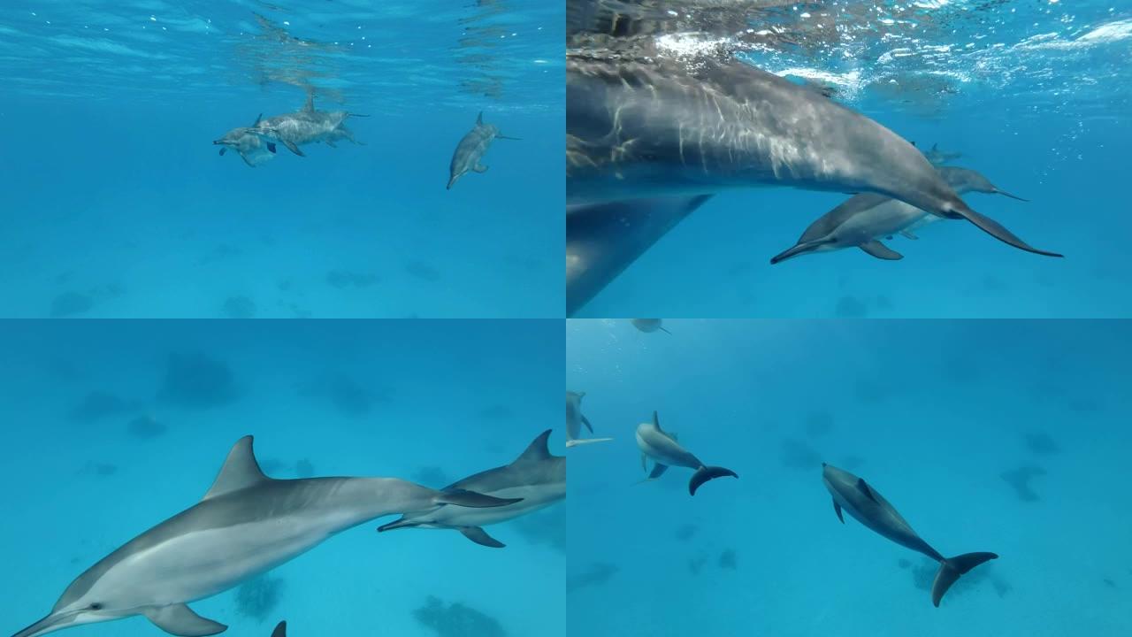 一群海豚正在慢慢靠近，游得很近。旋转海豚 (Stenella longirostris)，水下射击，
