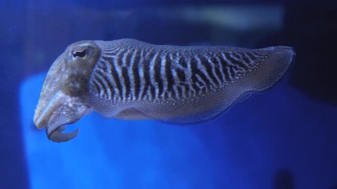 墨鱼特写海底世界鱼类海洋生物