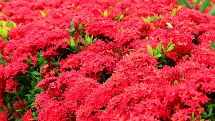 花园背景中的红色Ixora花朵和绿色叶子2