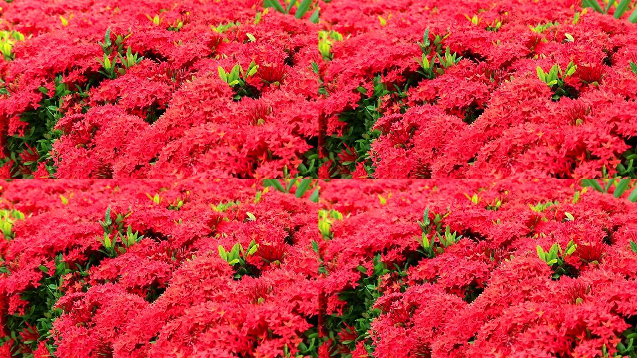 花园背景中的红色Ixora花朵和绿色叶子2