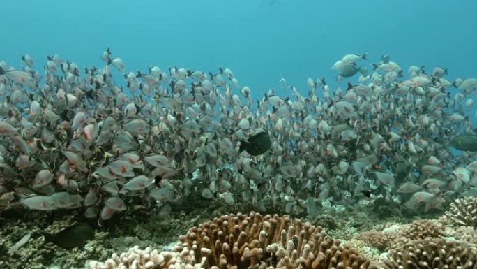 太平洋上美丽的鱼群。水下海洋生物，热带毛利鲷鱼在蓝色的水中。在海洋中潜水