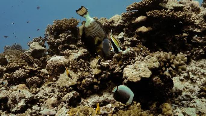 太平洋上的热带鱼。珊瑚礁附近有泰坦引金鱼、布拉芬杰克和浣熊蝴蝶鱼的水下生物。在清澈的水中潜水。