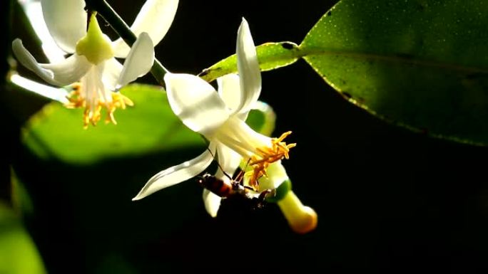 蜜蜂在树上吃花粉