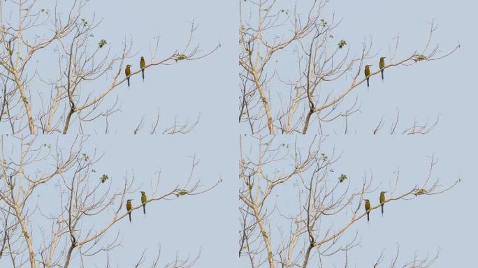 树梢上的蓝尾食蜂鸟。树梢上的ird。