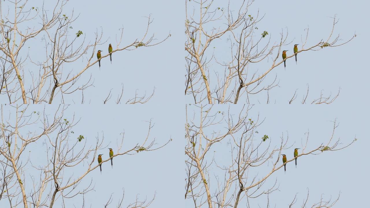 树梢上的蓝尾食蜂鸟。树梢上的ird。