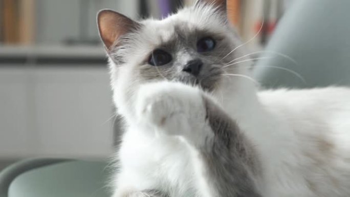 可爱的birman猫玩绳子