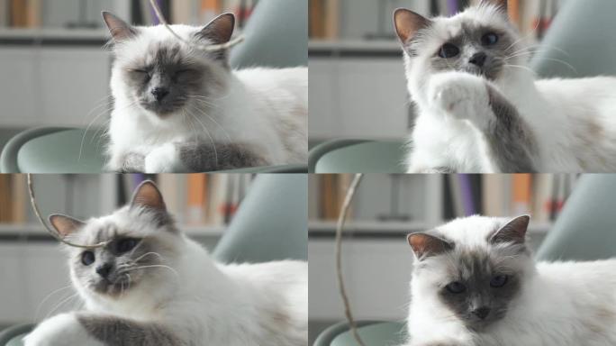可爱的birman猫玩绳子