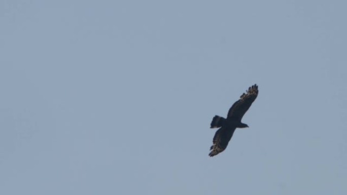 Crested honey buzzard (ptilorhynchus) -兴安自然保护区