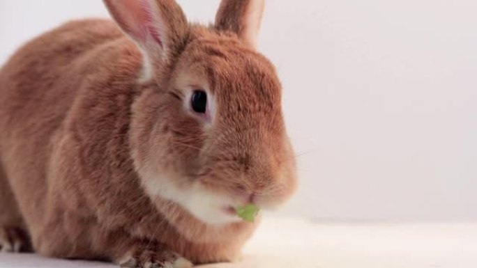 Rufus兔子吃绿色葡萄非常有趣和可爱的白色背景