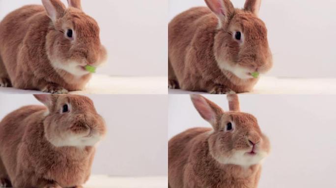Rufus兔子吃绿色葡萄非常有趣和可爱的白色背景