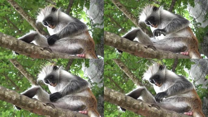 成年红色疣猴-肖像，在自然环境中近距离拍摄，桑给巴尔-4K