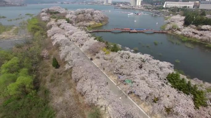 亚洲韩国庆州博蒙公园樱花盛开的鸟瞰图。