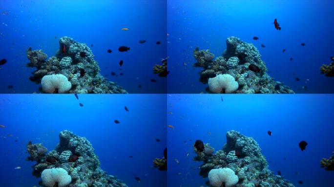 水下珊瑚礁热带场景