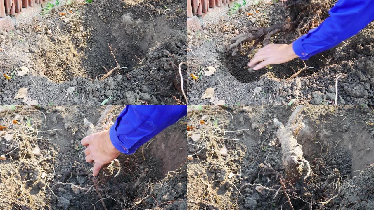 一个人在地上铲了一个洞，以种一棵小树。他用手将其掩埋。