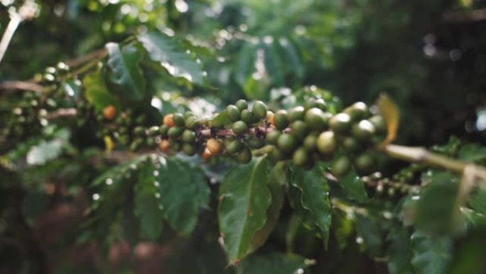 咖啡豆植物特写展示栽种