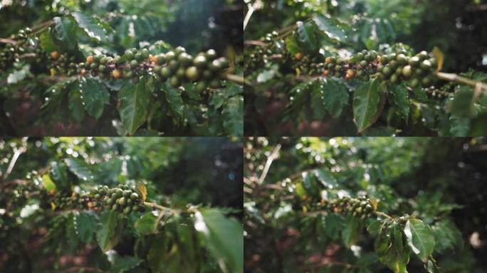 咖啡豆植物特写展示栽种
