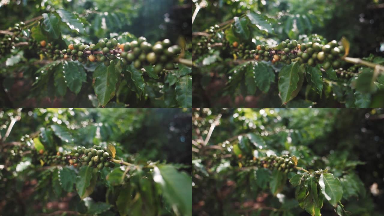 咖啡豆植物特写展示栽种