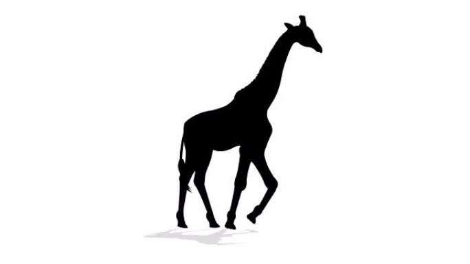 长颈鹿步行循环动画