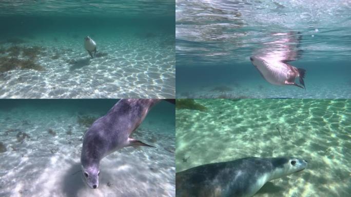 澳大利亚海狮波光粼粼海浪清澈
