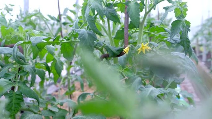 番茄植株上生长的绿色小番茄和黄色花朵，特写视图。