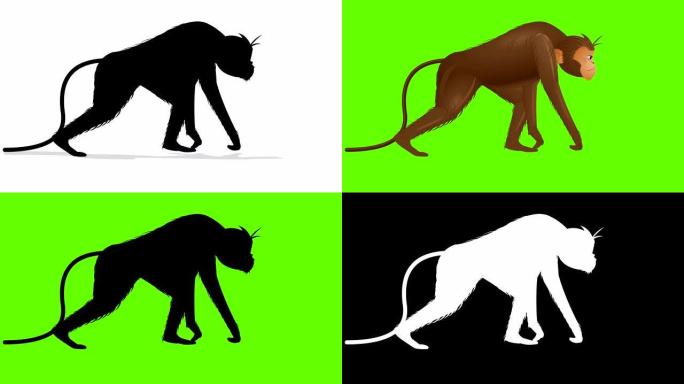 猴子行走循环动画爬行四肢哺乳类