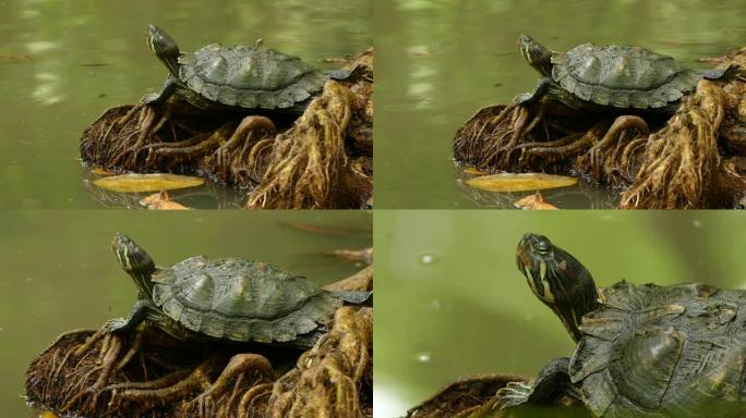 小蜥蜴使用较大的乌龟隐藏并偷看以好奇地看着相机