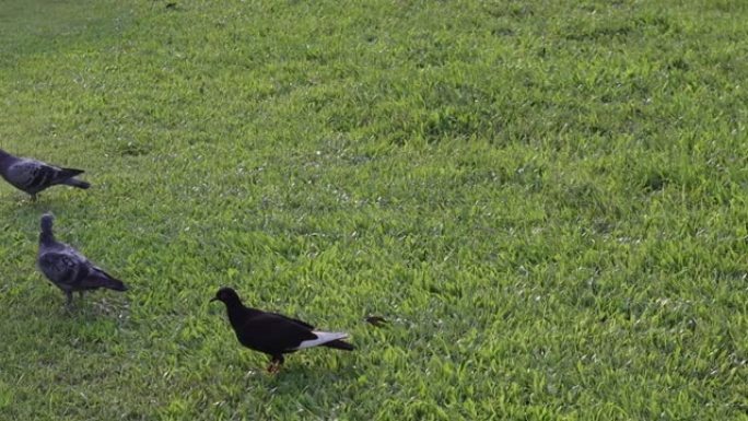 街头鸽子吃公园里的面包屑。鸟在绿草地上行走。动物野生动物。