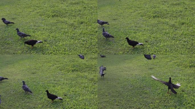 街头鸽子吃公园里的面包屑。鸟在绿草地上行走。动物野生动物。