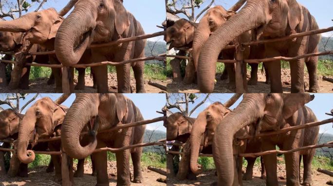 大象在泰国清迈的庇护所里吃零食