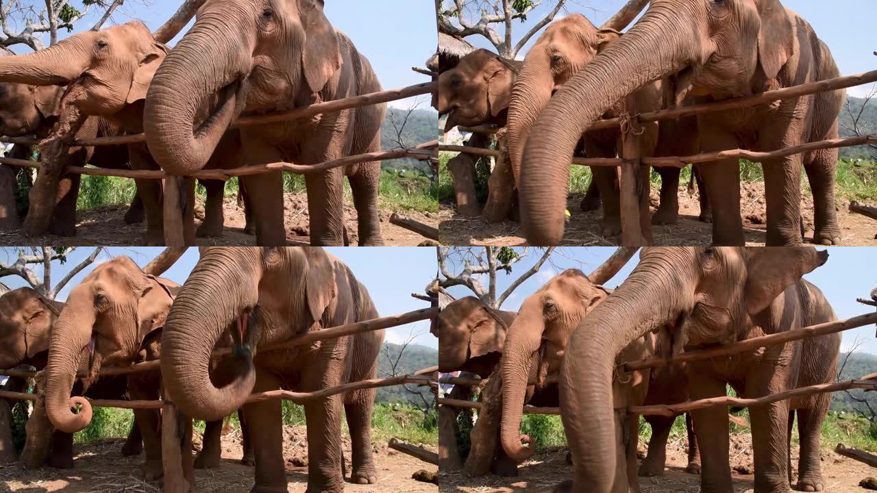 大象在泰国清迈的庇护所里吃零食