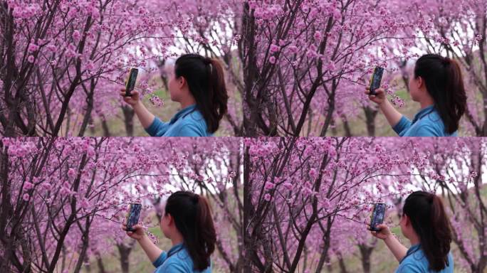 女子对着梅花取景拍摄