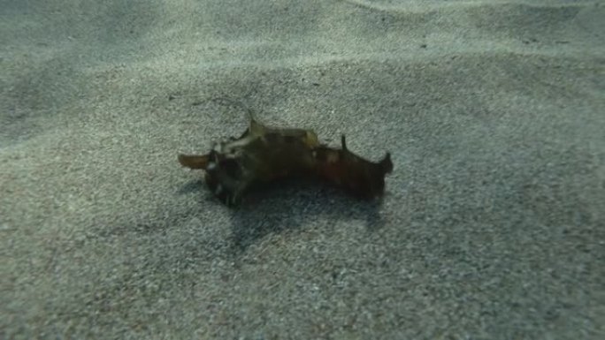 海兔在沙底慢慢爬行。裸枝或海参斑驳的海参或乌黑的海参 (Aplysia fasciata)。水下射击
