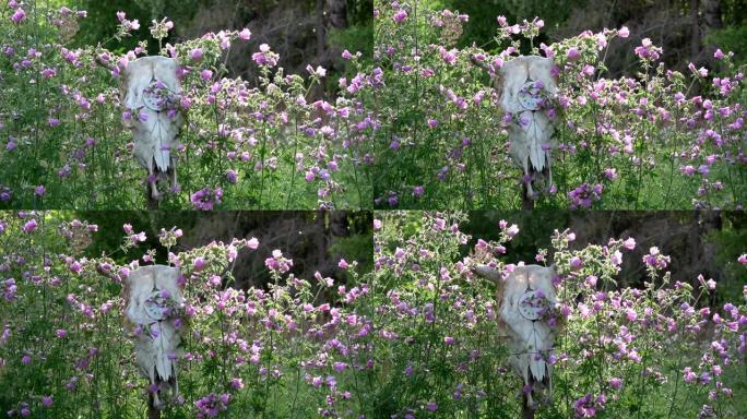 牛头骨与钟面和风中的花园花朵