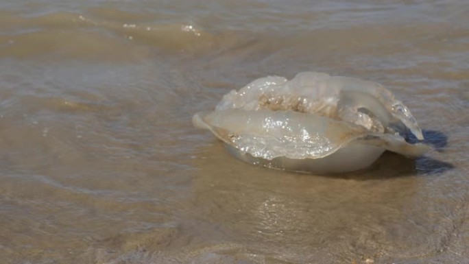 真正的水母Medusozoa全球变暖对海滩的影响特写