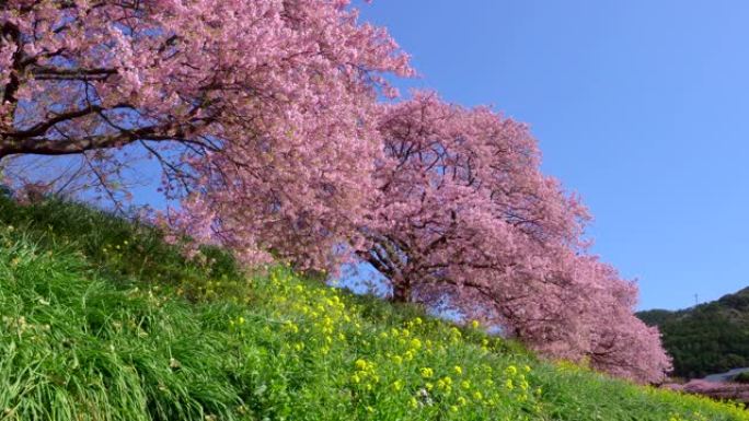 下加莫河岸上有卡诺拉花的河津樱花树