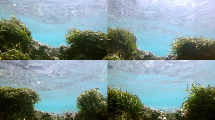 水下风景镜头，有一些鱼、岩石和苔藓背景。