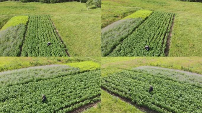 女农民采摘科罗拉多甲虫工作在小土豆田空中螺旋拍摄