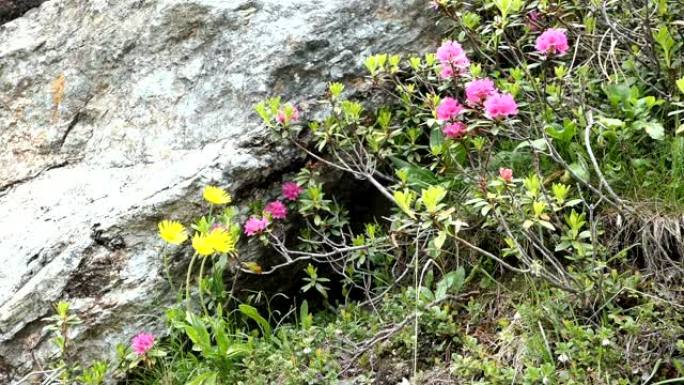 高山高山玫瑰在跳跃时开花。奥地利蒂罗尔的Schlegeis山谷。