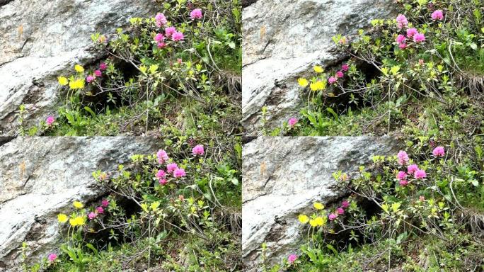 高山高山玫瑰在跳跃时开花。奥地利蒂罗尔的Schlegeis山谷。