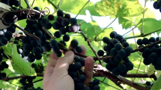 在阳光明媚的夏季天气中，一名园丁在葡萄园的葡萄藤上采摘黑葡萄